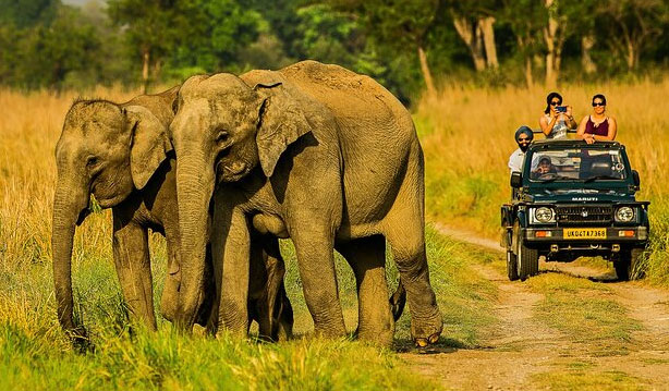 Corbett Jeep Safari Package