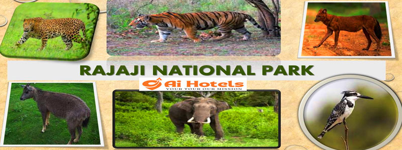 rajaji-national-park-wildlife-experience-near-haridwar