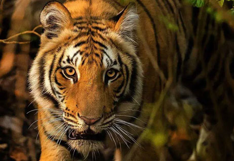 Beautiful Resort View