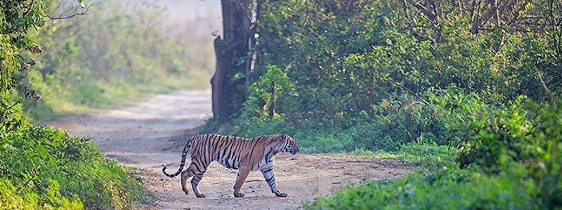 Yoga & Meditation Retreats in Jim Corbett