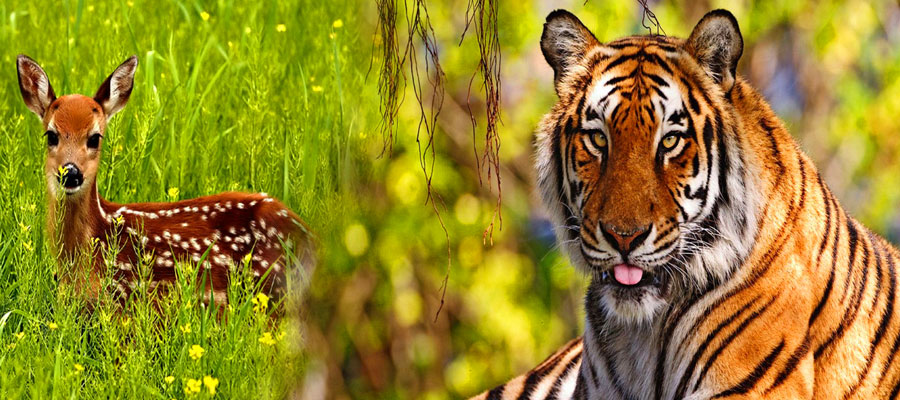 AI Hotels Wellness Packages for a Refreshing Stay