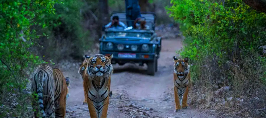 How AI Hotels Group Makes Your Corbett Safari Hassle-Free