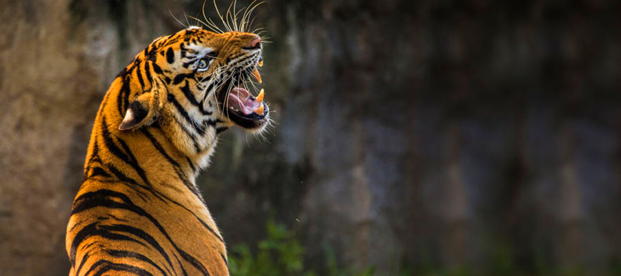 Jim Corbett Beyond the Tigers: Hidden Wonders of the Jungle