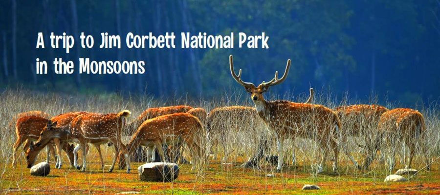 The Magic of Monsoon in Jim Corbett: A Different Kind of Safari