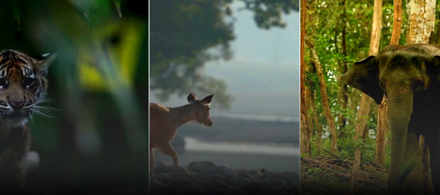 Why Jim Corbett is the Perfect Blend of Adventure and Relaxation