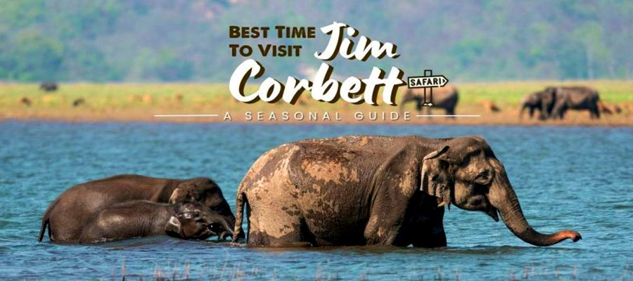 Best Season to Visit Jim Corbett for Safari Adventure