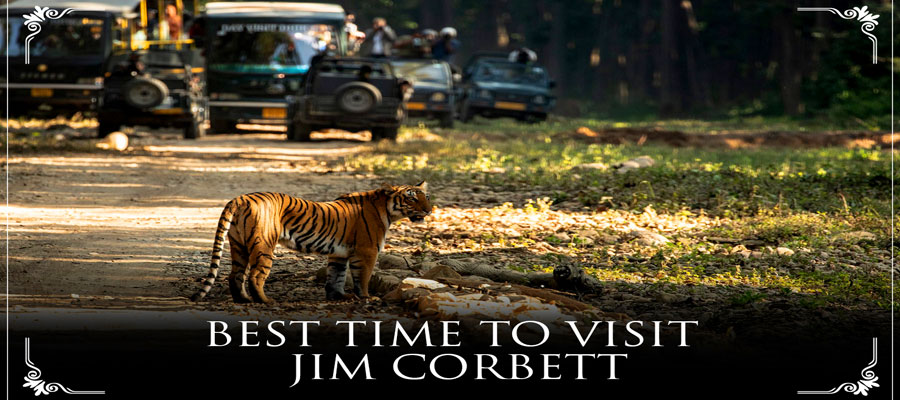 Best Time to Visit Jim Corbett for Wildlife & Relaxation