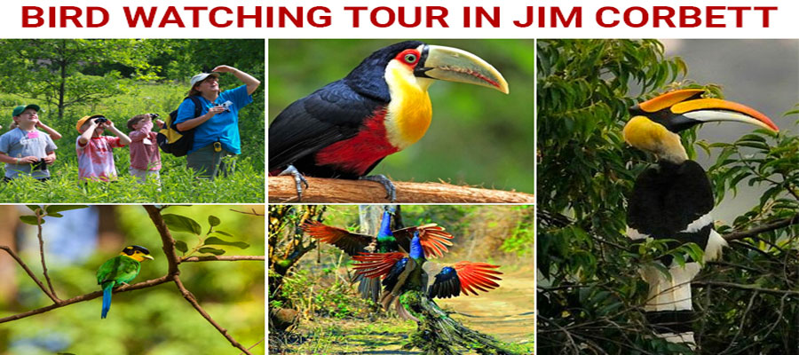 Bird Watching in Jim Corbett: Paradise for Nature Lovers