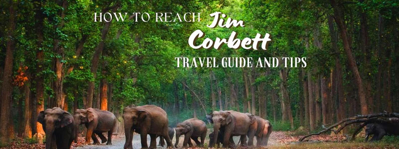 A Solo Traveler's Guide to Jim Corbett National Park