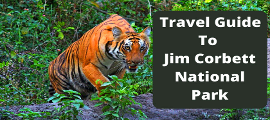 Complete Travel Guide to Jim Corbett National Park