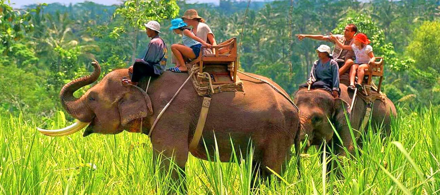 Elephant Safari in Jim Corbett: Past & Present