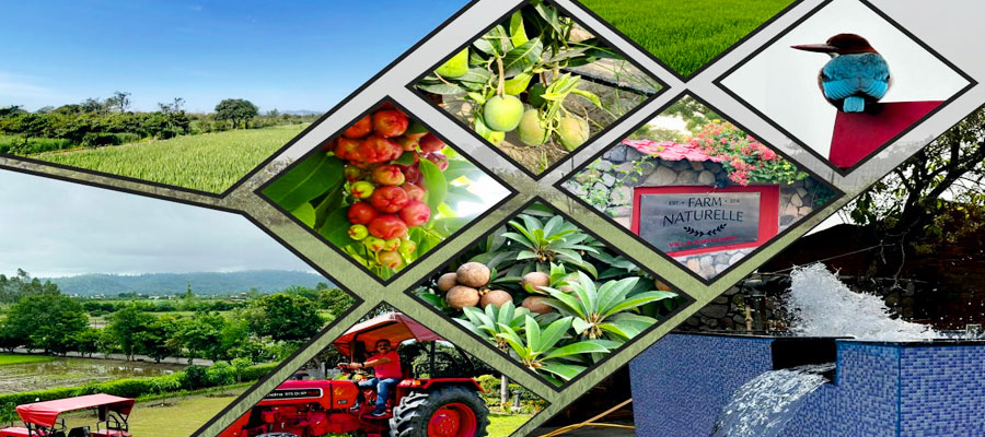 Farm-to-Table Experiences in Jim Corbett Resorts