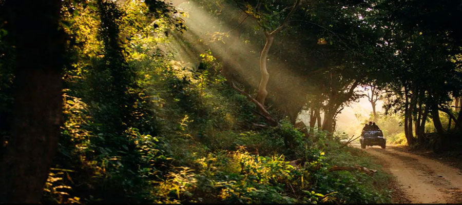 How Nature in Jim Corbett Boosts Mental Health