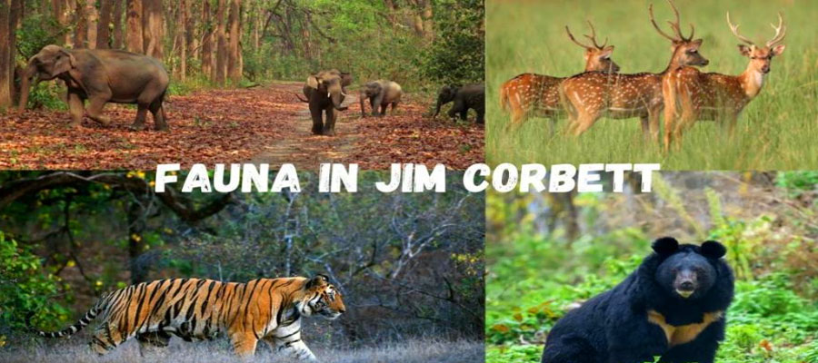 Jim Corbett's Flora & Fauna: What Makes It Unique