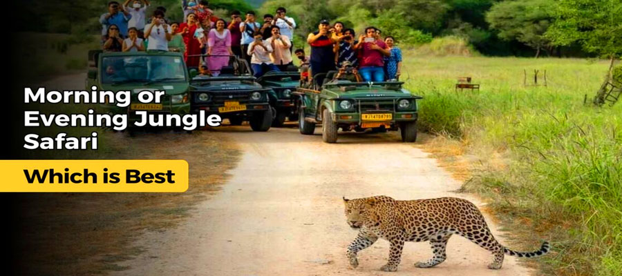 Morning vs Evening Safari in Jim Corbett: Which is Better