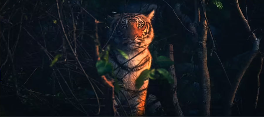 Nightlife of the Jungle: Nocturnal Animals of Jim Corbett