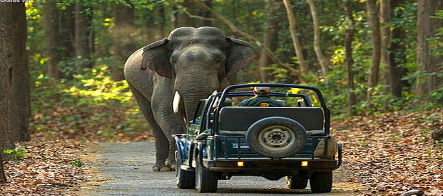 Rare Animal Sightings in Jim Corbett: A Traveler's Story