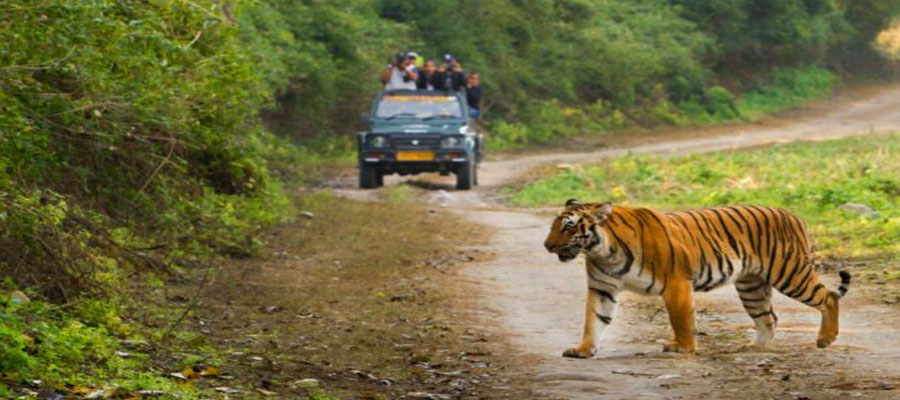 Rules & Regulations of Jim Corbett Safari