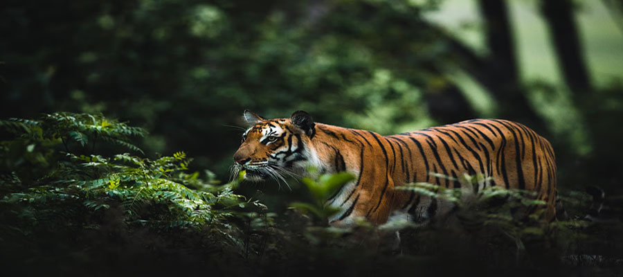 The Ultimate Wildlife Experience at Jim Corbett National Park