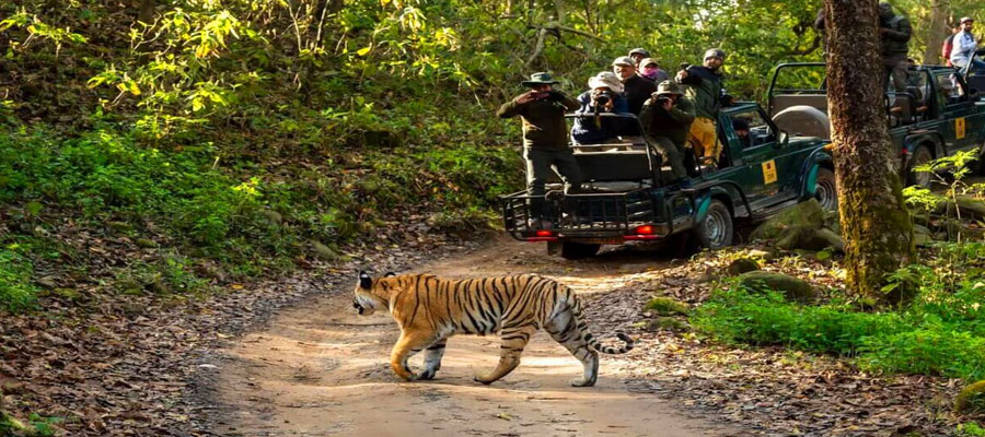 Tips for First-Time Safari Travelers in Jim Corbett