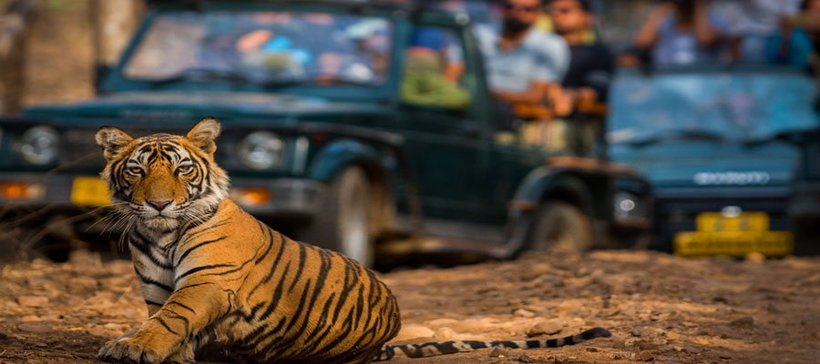 AI Hotels Guests Share Their Best Safari Experiences