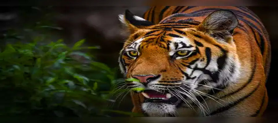 Top 10 Reasons to Visit Jim Corbett in 2025