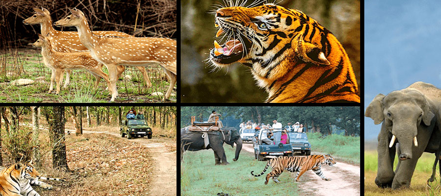 Top Animals to Spot in Jim Corbett: A Complete Wildlife Guide