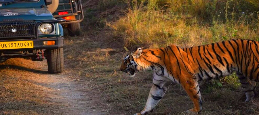 Top Travel Mistakes to Avoid in Jim Corbett