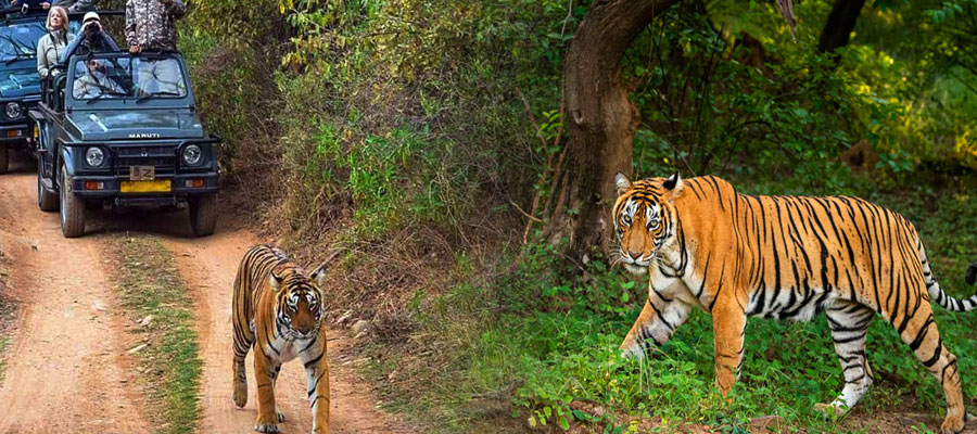 AI Hotels Safari Packages: Making Your Trip Memorable