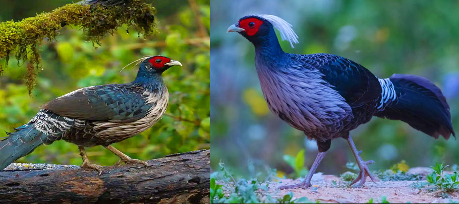 Birdwatching in Ranikhet Paradise for Nature Lovers