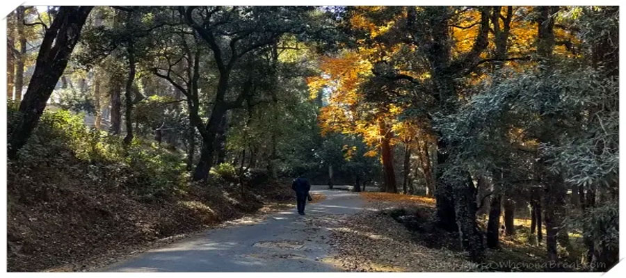 Nature Walks and Forest Trails in Ranikhet
