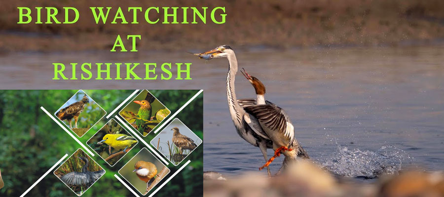 birdwatching-in-rishikesh-a-hidden-paradise